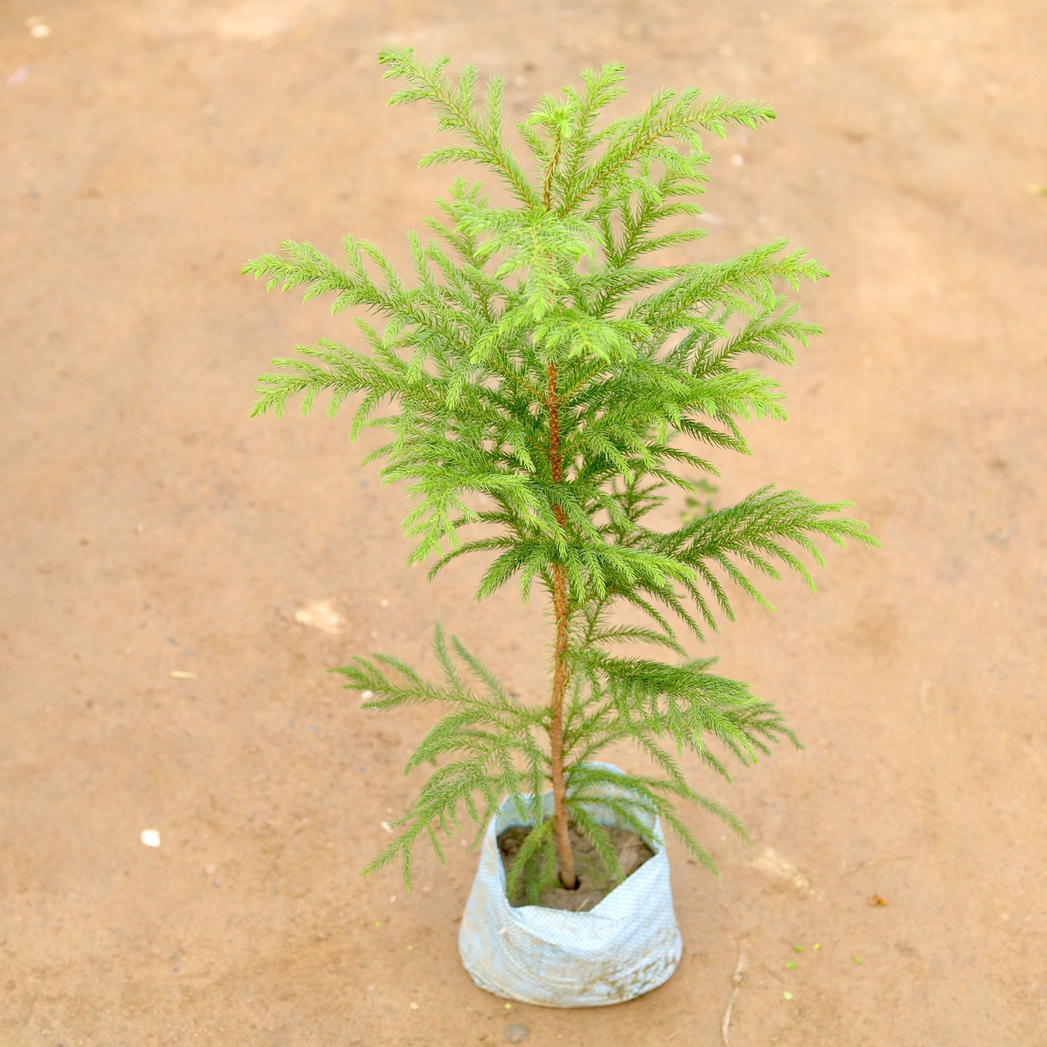 Araucaria / Christmas Tree (~1-1.5 ft)in 5 Inch Nursery Bag
