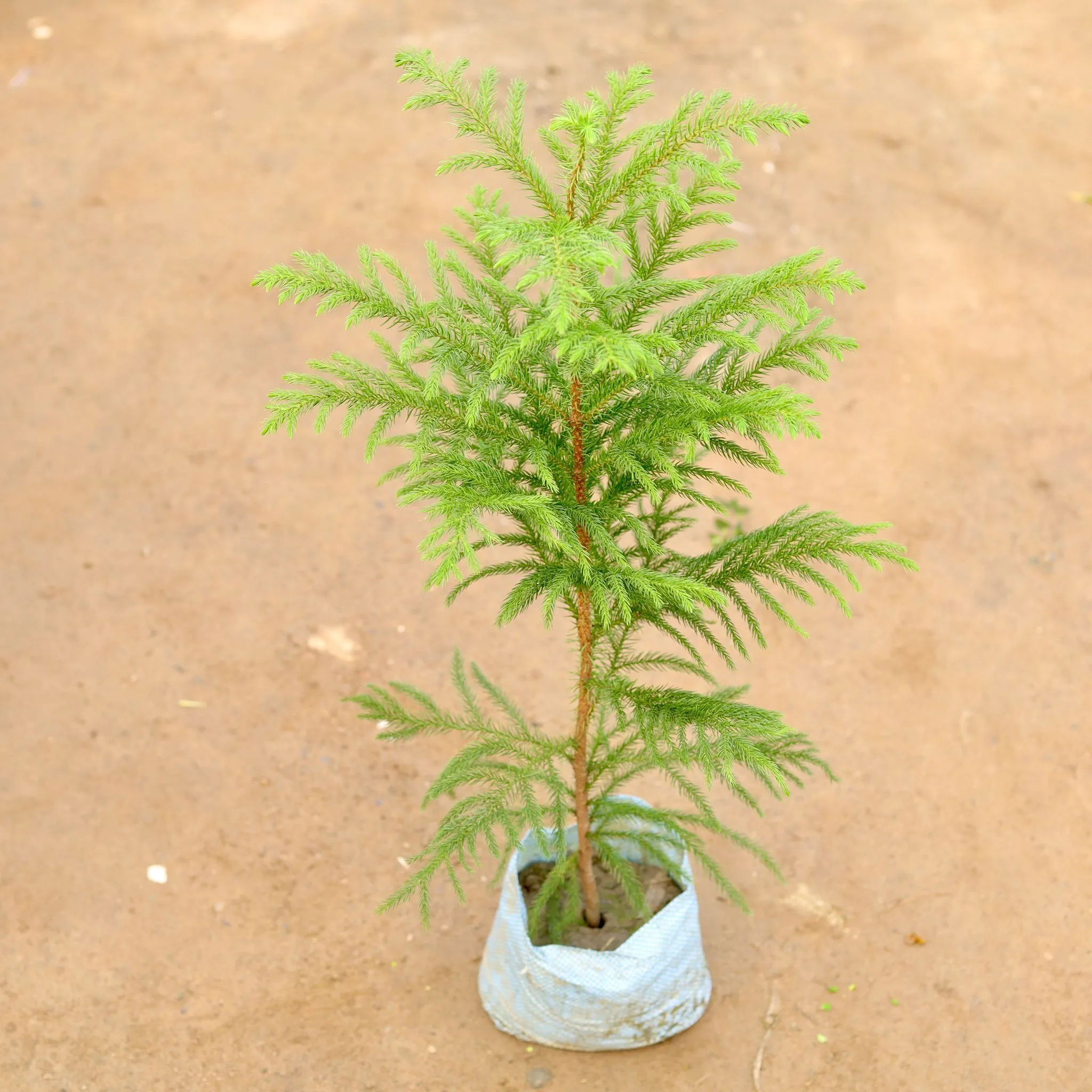Araucaria / Christmas Tree (~1-1.5 ft)in 5 Inch Nursery Bag
