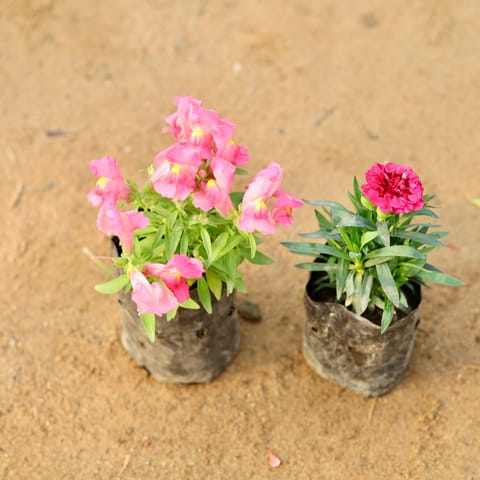 Set of 2 - Dog Flower & Carnation (any colour) in 4 Inch Nursery Bag