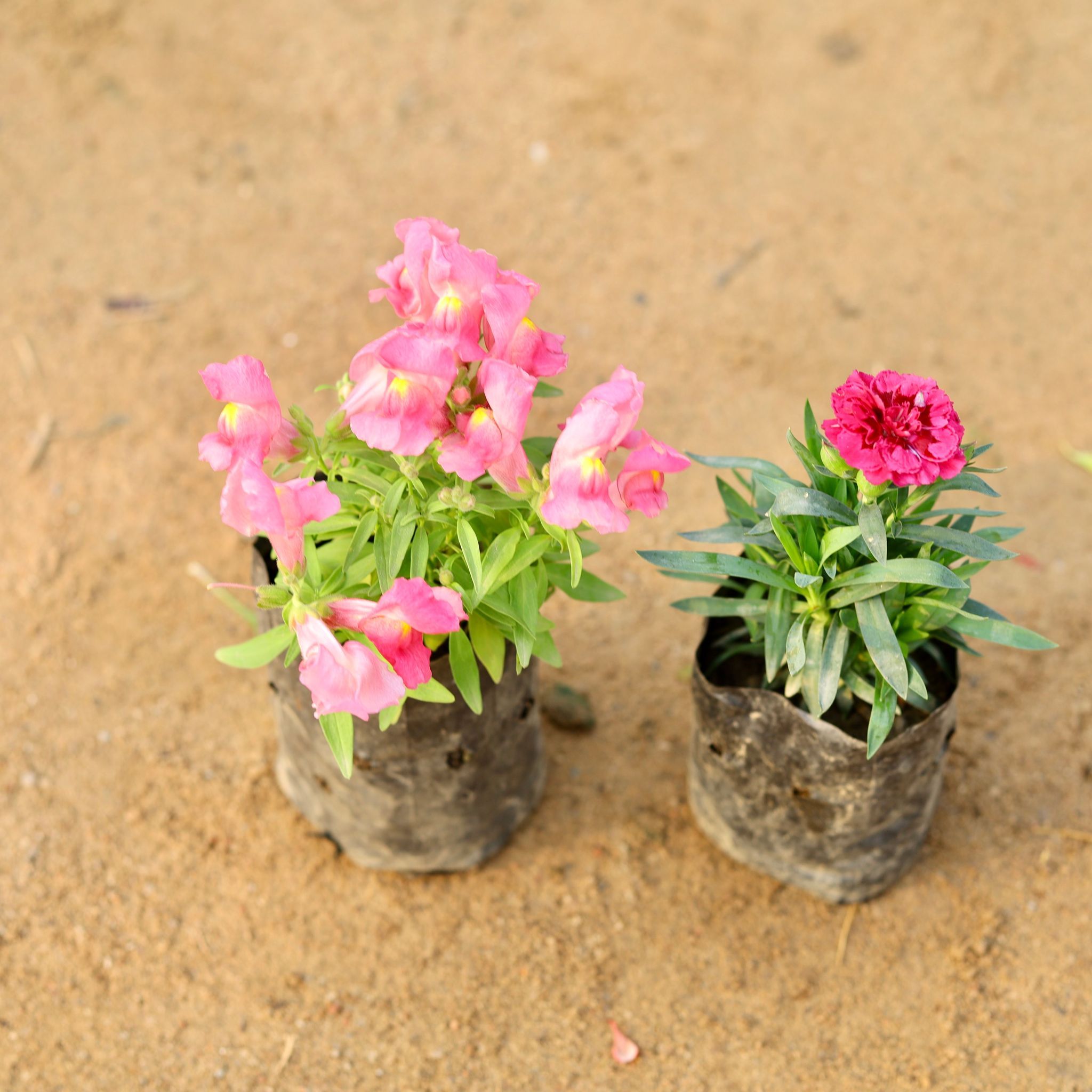 Set of 2 - Dog Flower & Carnation (any colour) in 4 Inch Nursery Bag
