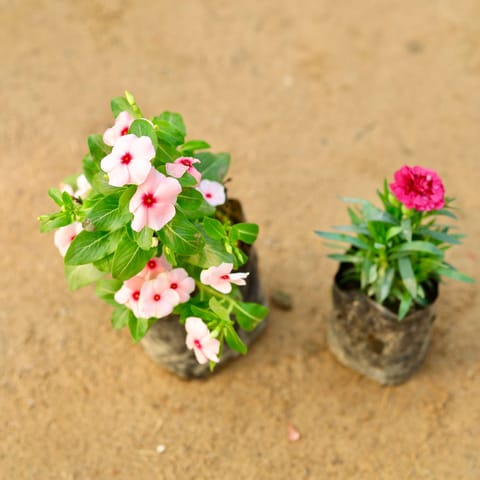Set of 2 - Vinca / Sadabahar Hybrid & Carnation (any colour) in 4 Inch Nursery Bag