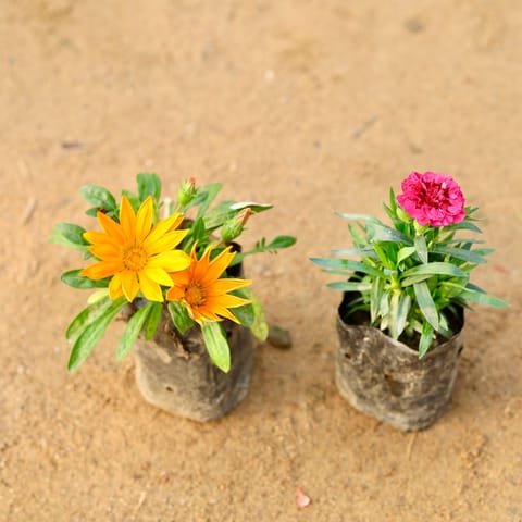 Set of 2 - Gazania & Carnation (any colour) in 4 Inch Nursery Bag