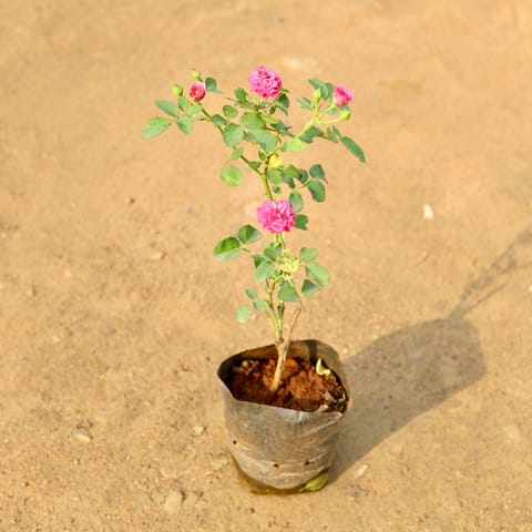 English Rose Miniature (any colour) in 7 Inch Nursery Bag