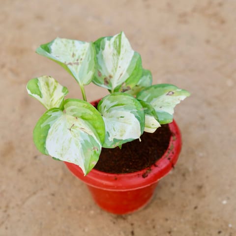 Marble Money Plant / White Pothos in 6 Inch Classy Red Plastic Pot