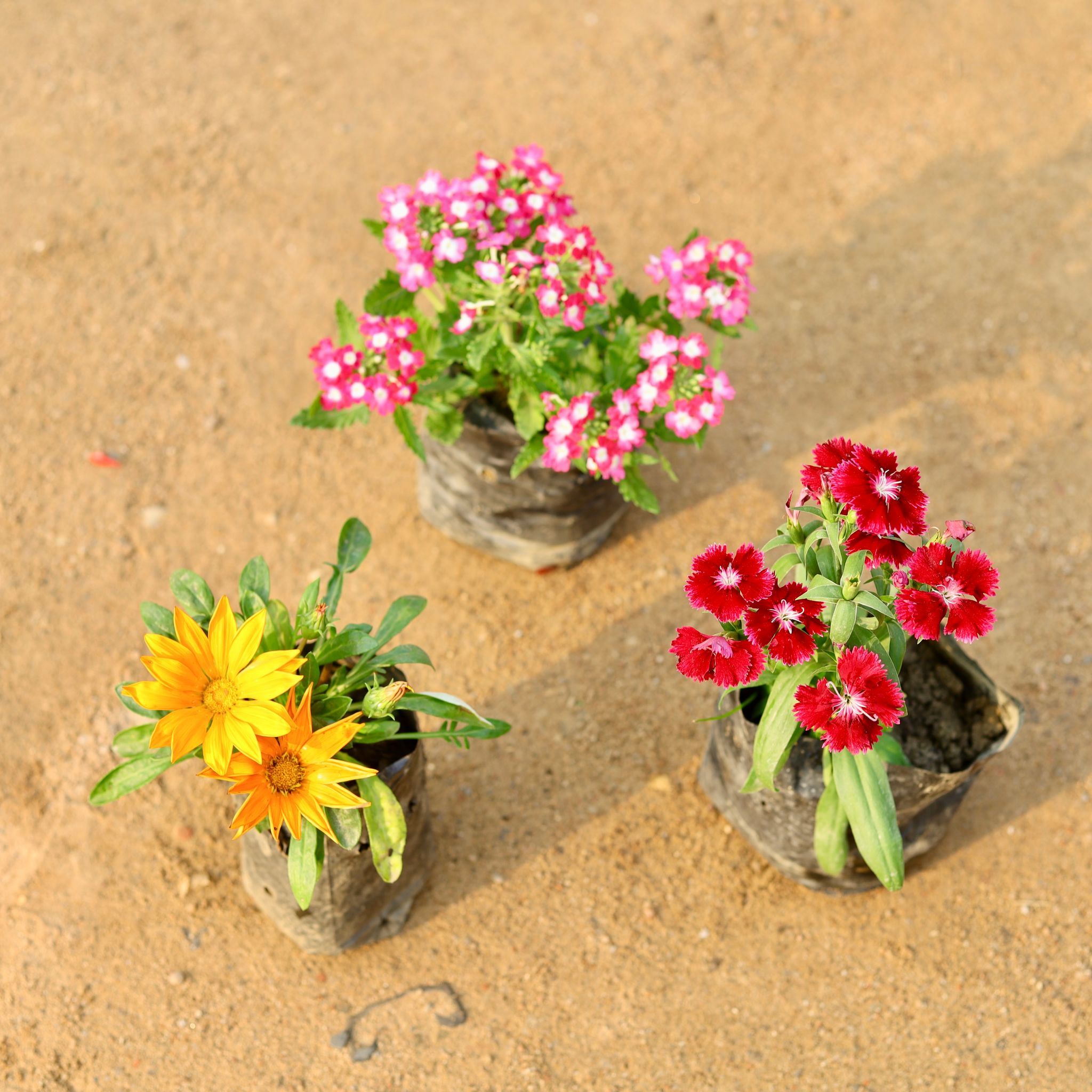 Set of 3 - Gazania, Verbena & Dianthus (any colour) in 4 Inch Nursery Bag
