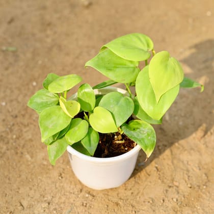 Buy Golden Oxycardium Imported in 4 Inch Nursery Pot Online | Urvann.com