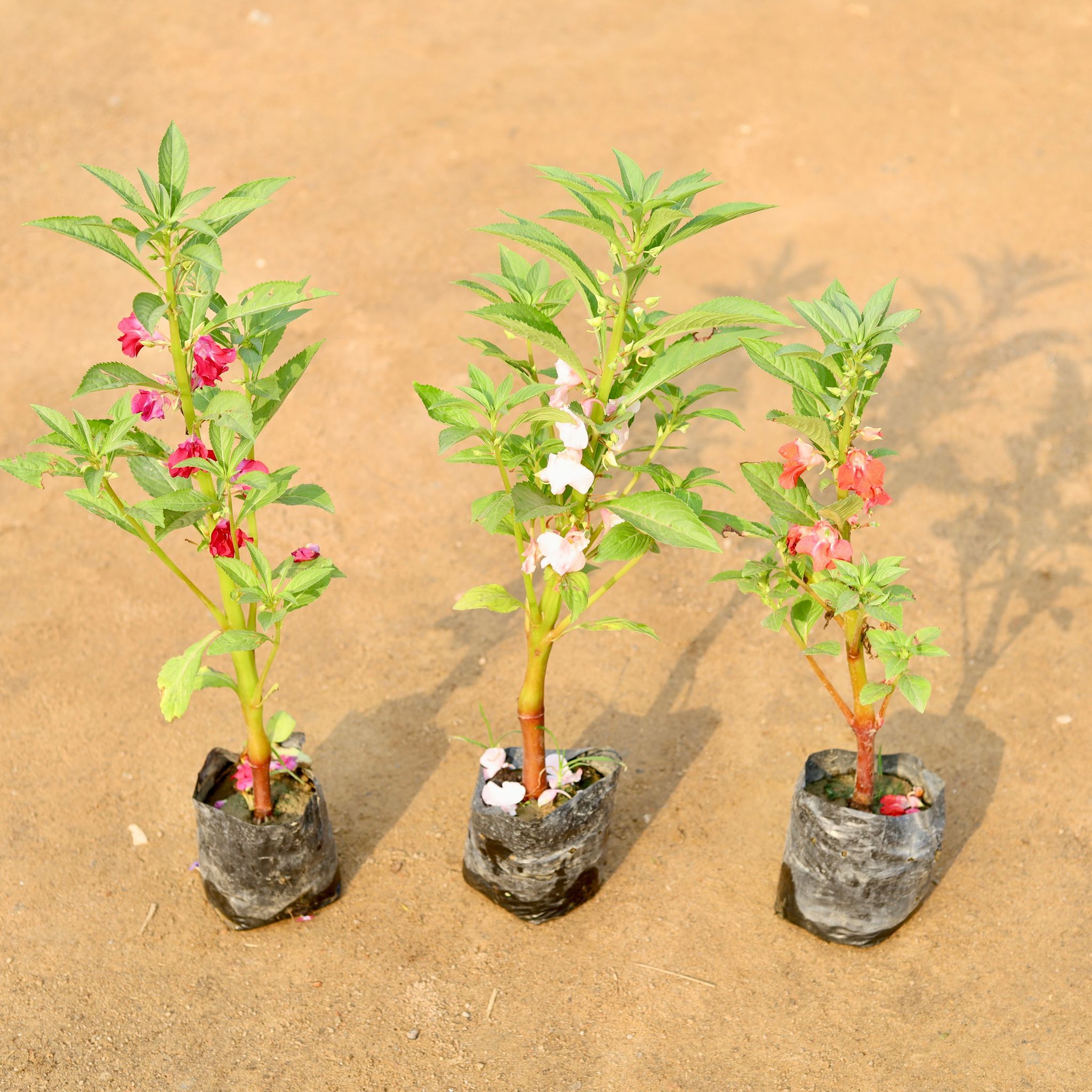 Set of 3 - Balsam / Balsamina (any colour) in 4 Inch Nursery Bag