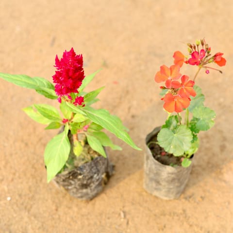 Set of 2 - Celosia & Geranium (any colour) in 4 Inch Live Plant Nursery Bag