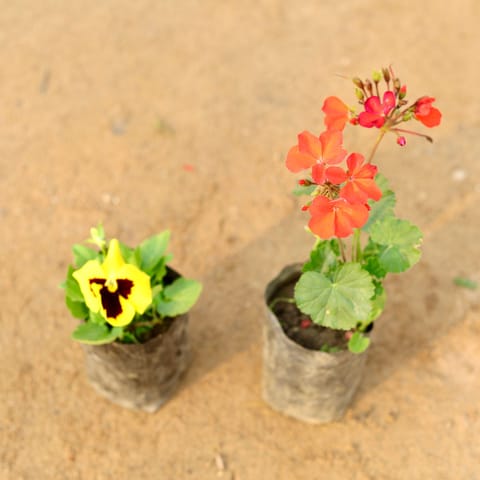 Set of 2 - Pansy & Geranium (any colour) in 4 Inch Nursery Bag