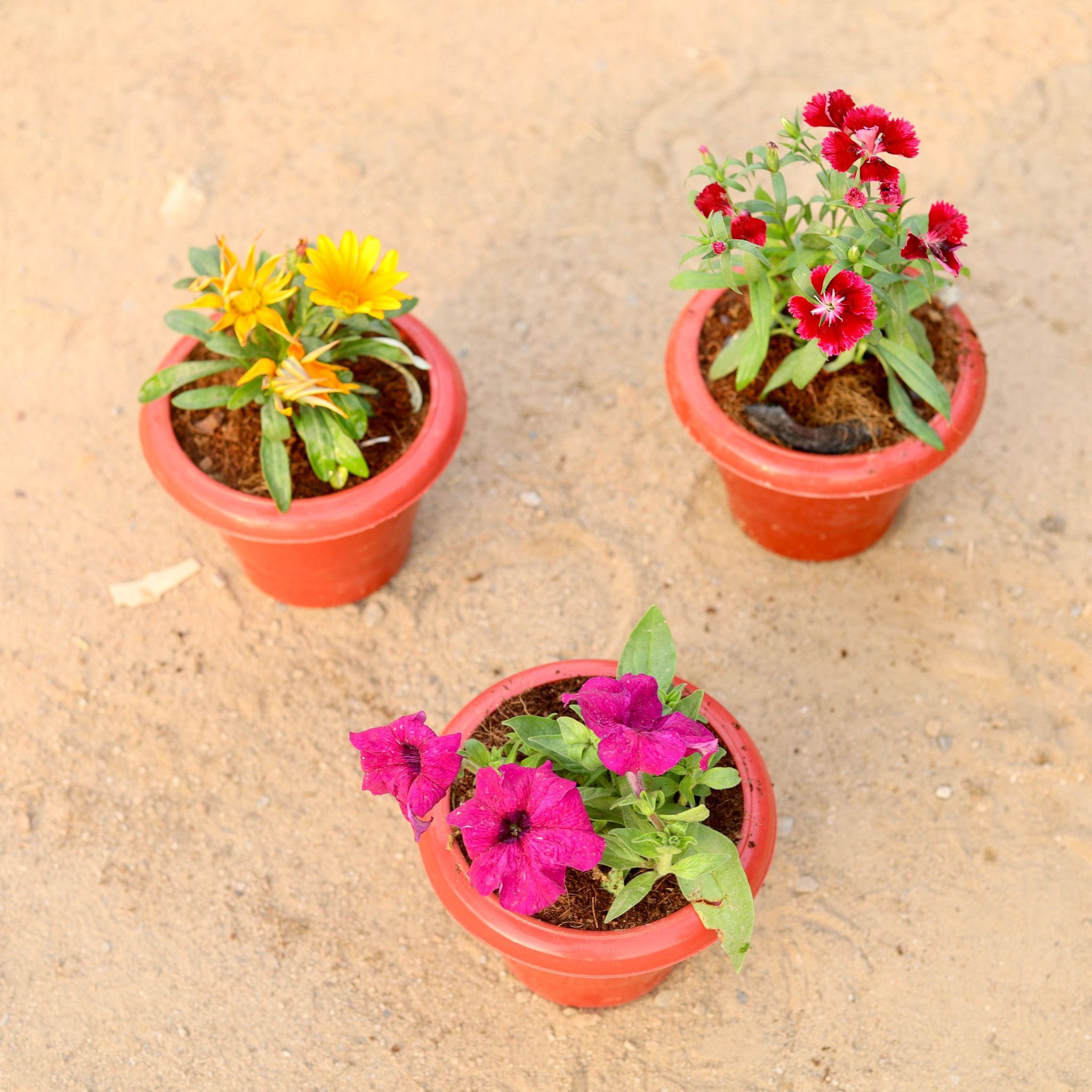 Set of 3 - Gazania, Dianthus & Petunia (any colour) in 6 Inch Classy Red Plastic Pot