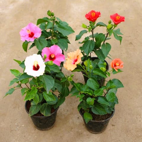 Set of 4 - English Hibiscus (Different Colours) in 6 Inch Nursery Pot
