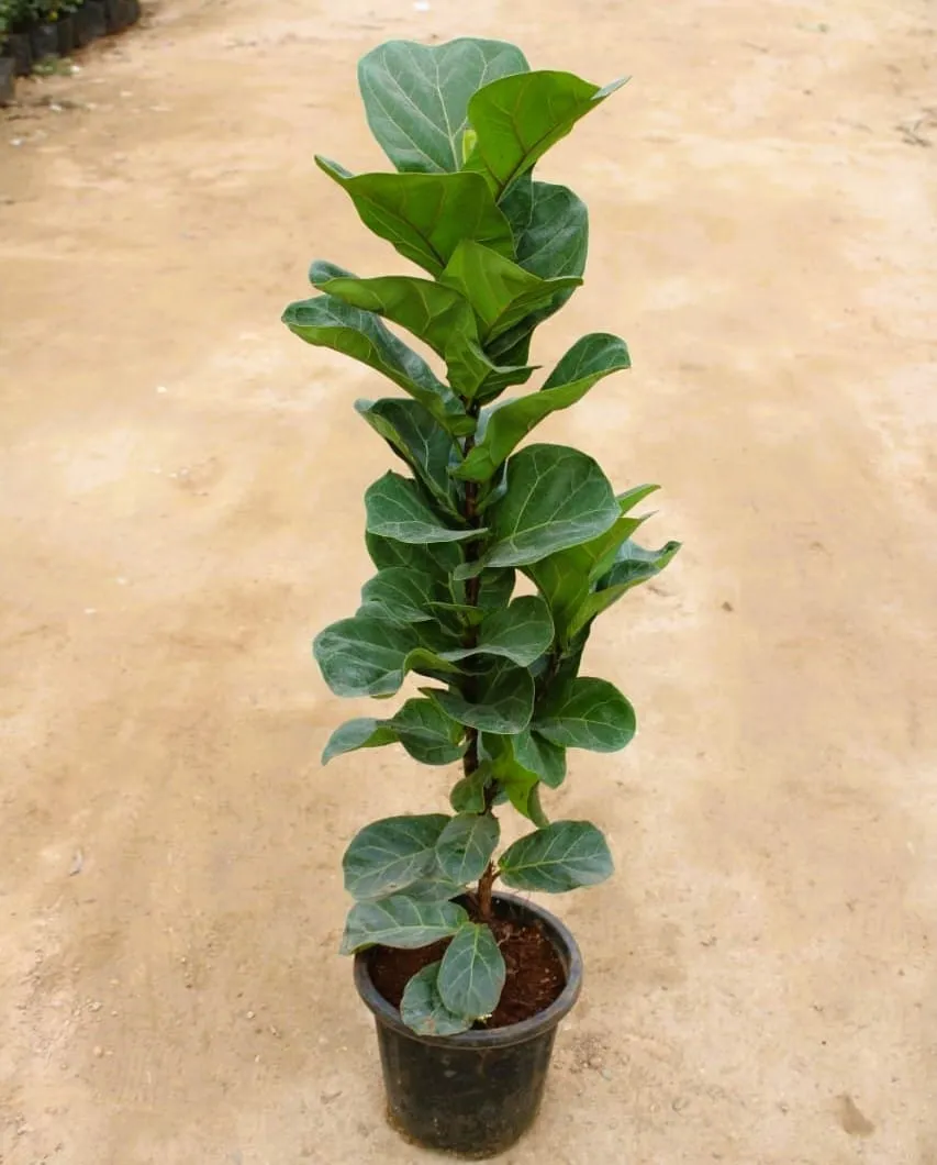 Fiddle Leaf Fig / Ficus Lyrata in 9 Inch Nursery Pot