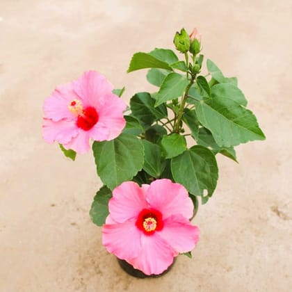 Buy Hibiscus English Pink in 6 Inch Nursery Pot in 5 Inch Nursery Bag Online | Urvann.com