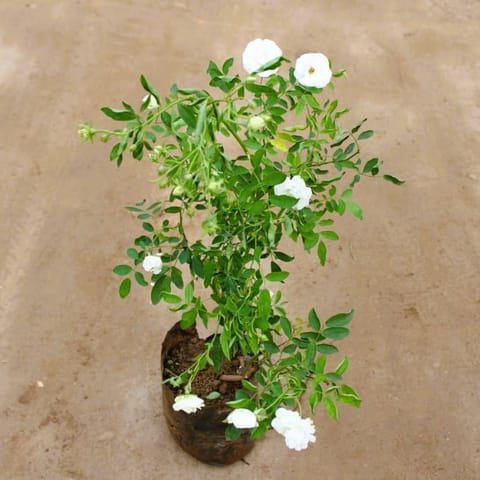 Kashmiri Rose / Gulab White in 7 Inch Nursery Bag