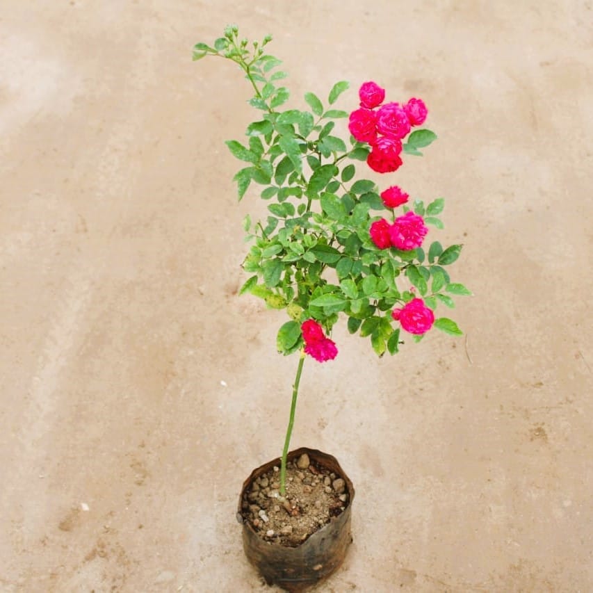 Miniature Rose / Gulab Pink in 7 Inch Nursery Bag