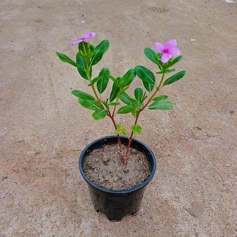 Sadabahar / Periwinkle / Vinca Desi (any colour) in 6 Inch Nursery Pot