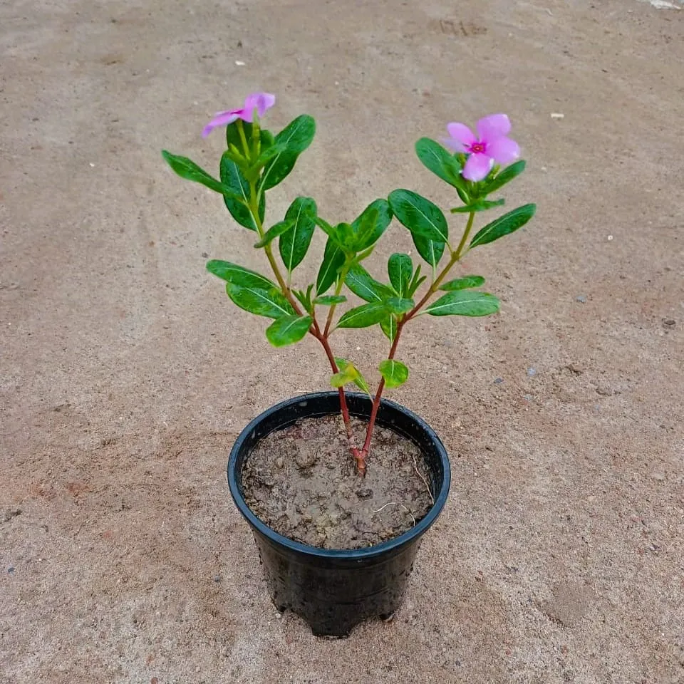 Sadabahar / Periwinkle / Vinca Desi (any colour) in 6 Inch Nursery Pot