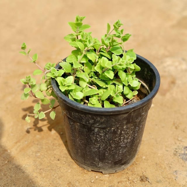 Buy String of Heart Vine in 5 Inch Nursery Pot Online | Urvann.com Tangled Heart Evergreen secculent/ Swedish Ivy in 4 Inch Nursery Pot