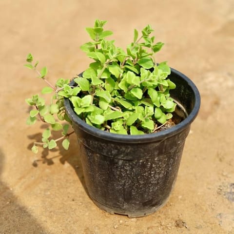 Tangled Heart Evergreen secculent/ Swedish Ivy in 4 Inch Nursery Pot