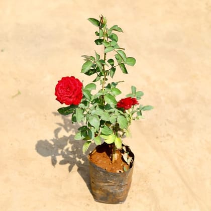 English Rose Red in 6 Inch Nursery Bag