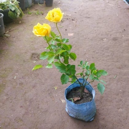 Buy English Rose Yellow  in 6 Inch Nursery Bag Online | Urvann.com