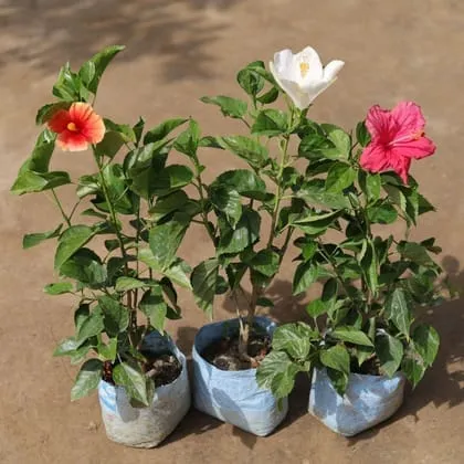Set of 3 - English Hibiscus (any colour) in 7 Inch Nursery Bag