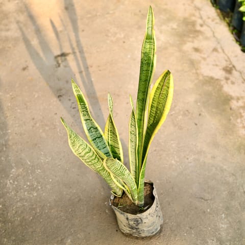 Snake Long Yellow in 6 Inch Live Plant Nursery Bag