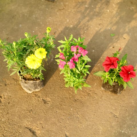 Set of 3 - Marigold Yellow, Dog Flower & Petunia (any colour) in 4 Inch Nursery Bag