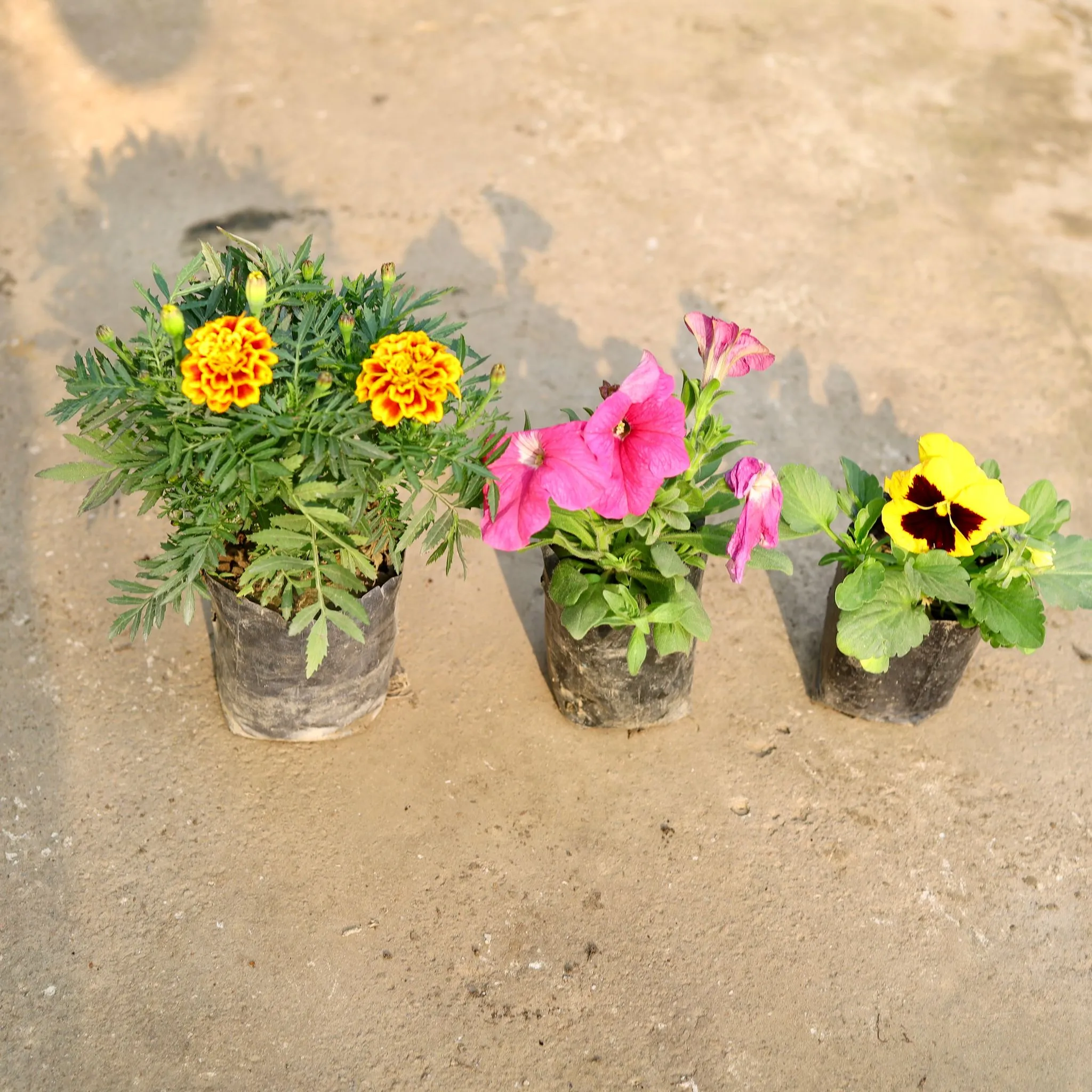 Set of 3 - Marigold / Genda , Petunia & Pansy (any colour) in 4 Inch Nursery Bag