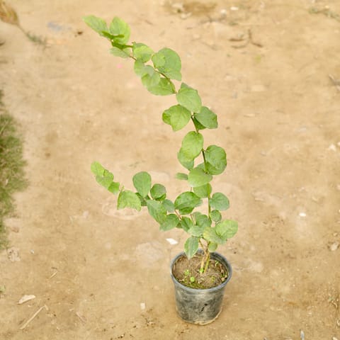 Mogra / Jasmine in 6 Inch Nursery Pot