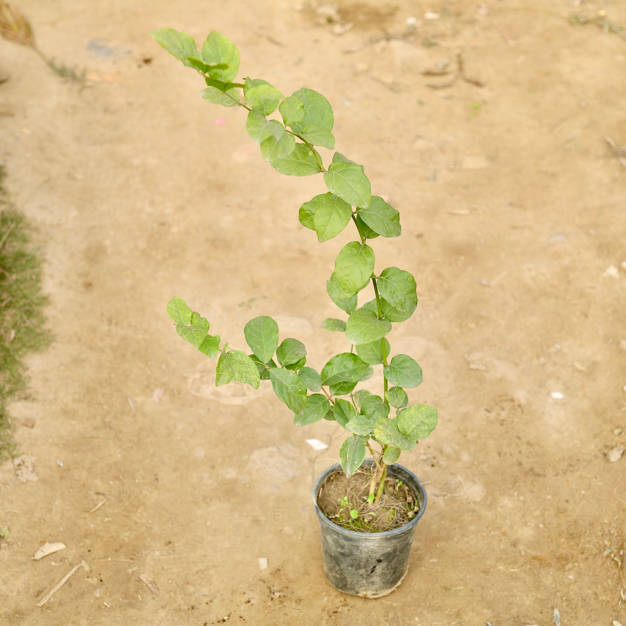 Mogra / Jasmine in 6 Inch Nursery Pot