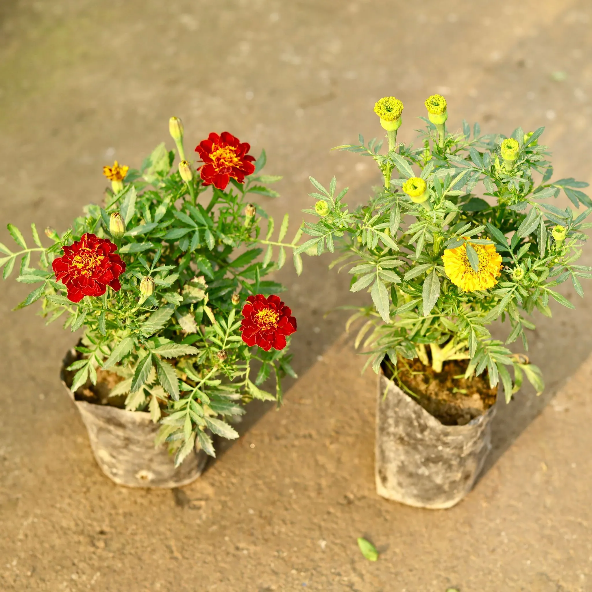 Set of 2 - Marigold (French & Yellow) in 4 Inch Nursery Bag