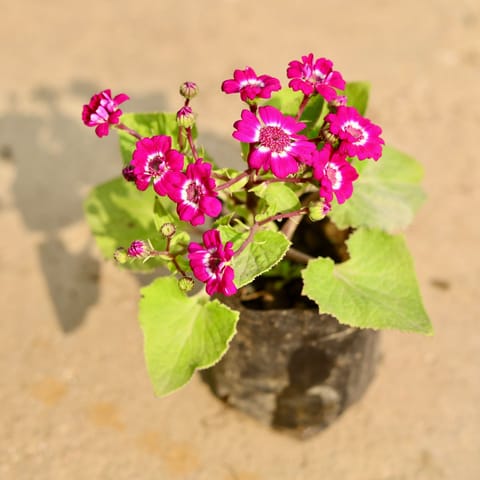 Cineraria (any colour) in 4 Inch Nursery Bag