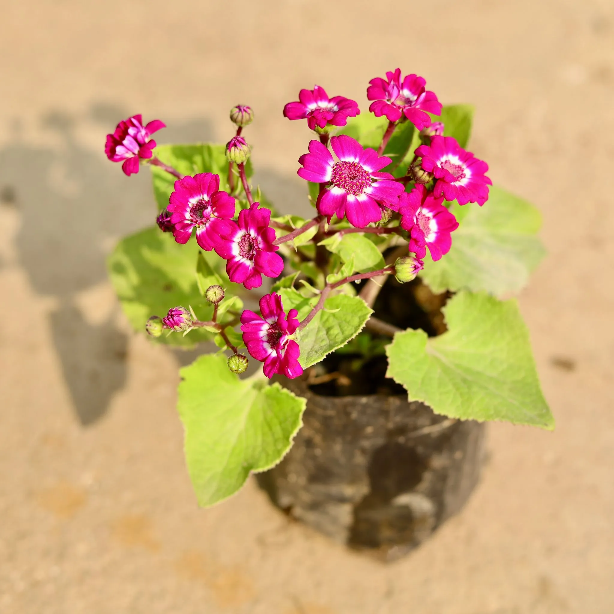 Cineraria (any colour) in 4 Inch Nursery Bag