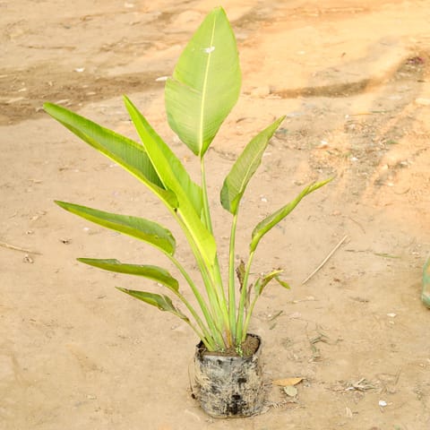 Traveller Palm in 6 Inch Nursery Bag
