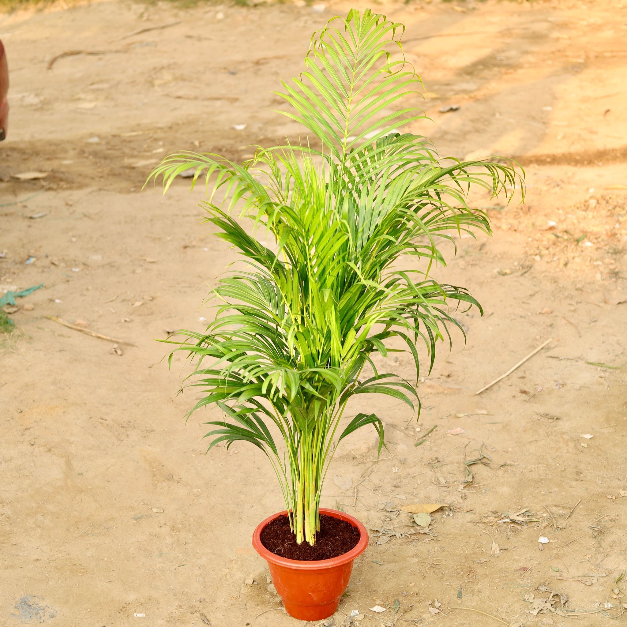 Areca Palm (~ 3 Ft) in 10 Inch Terracotta Red Plasic Pot