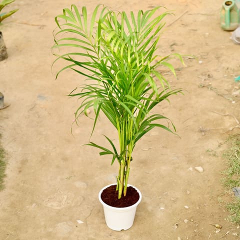 Areca Palm (~ 2 Ft) in 10 Inch White Nursery Pot