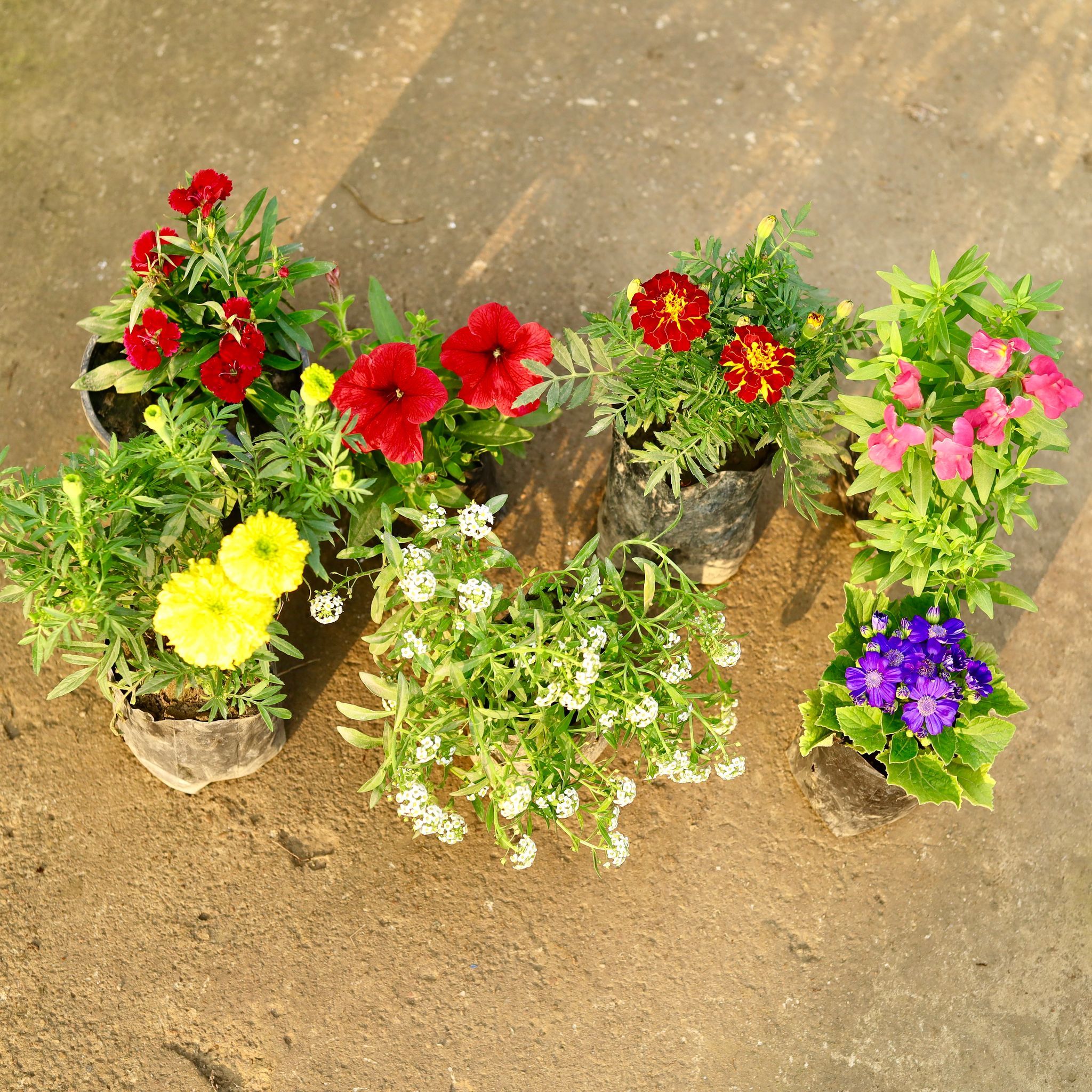 Garden Radiance Set of Dianthus, Alyssum White, Cineraria, Dog Flower / Snapdragon, Marigold / Genda French, Marigold Yellow & Petunia (any colour) in 4 Inch Nursery Bag