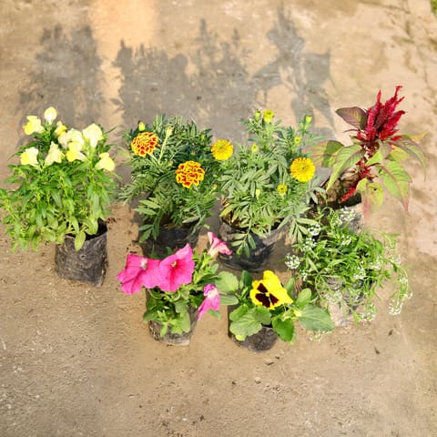 Floral Fireworks Combo - Set of 7 - Cockscomb, French Marigold, Marigold Yellow, Petunia, Pansy, Dog Flower & Alyssum (any colour) in 4 Inch Nursery Bag
