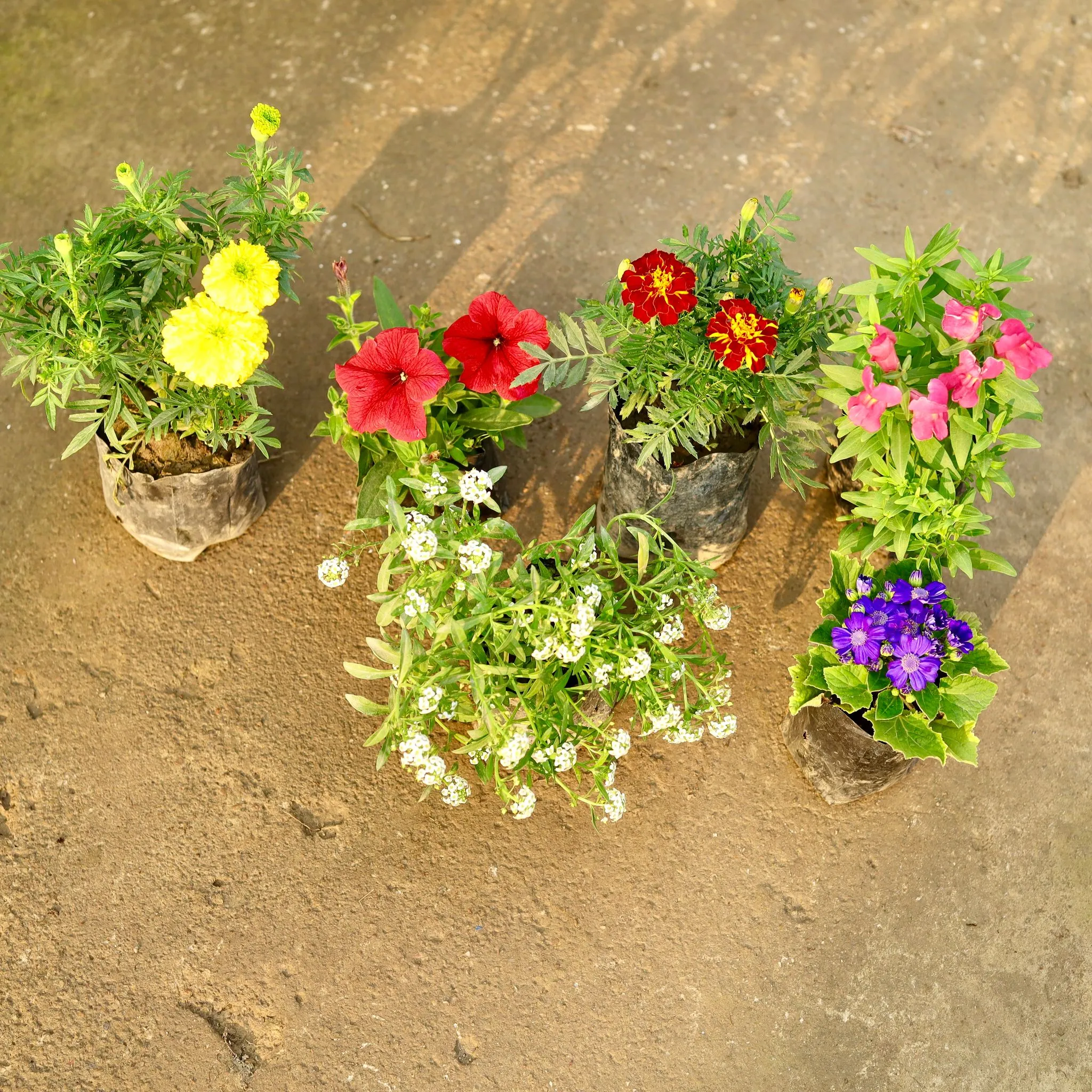 The Winter Bloomers Set - Set of 6 - Alyssum White, Cineraria, Dog Flower / Snapdragon, Marigold / Genda French, Marigold Yellow & Petunia (Any Colour) in 4 Inch Nursery Bag