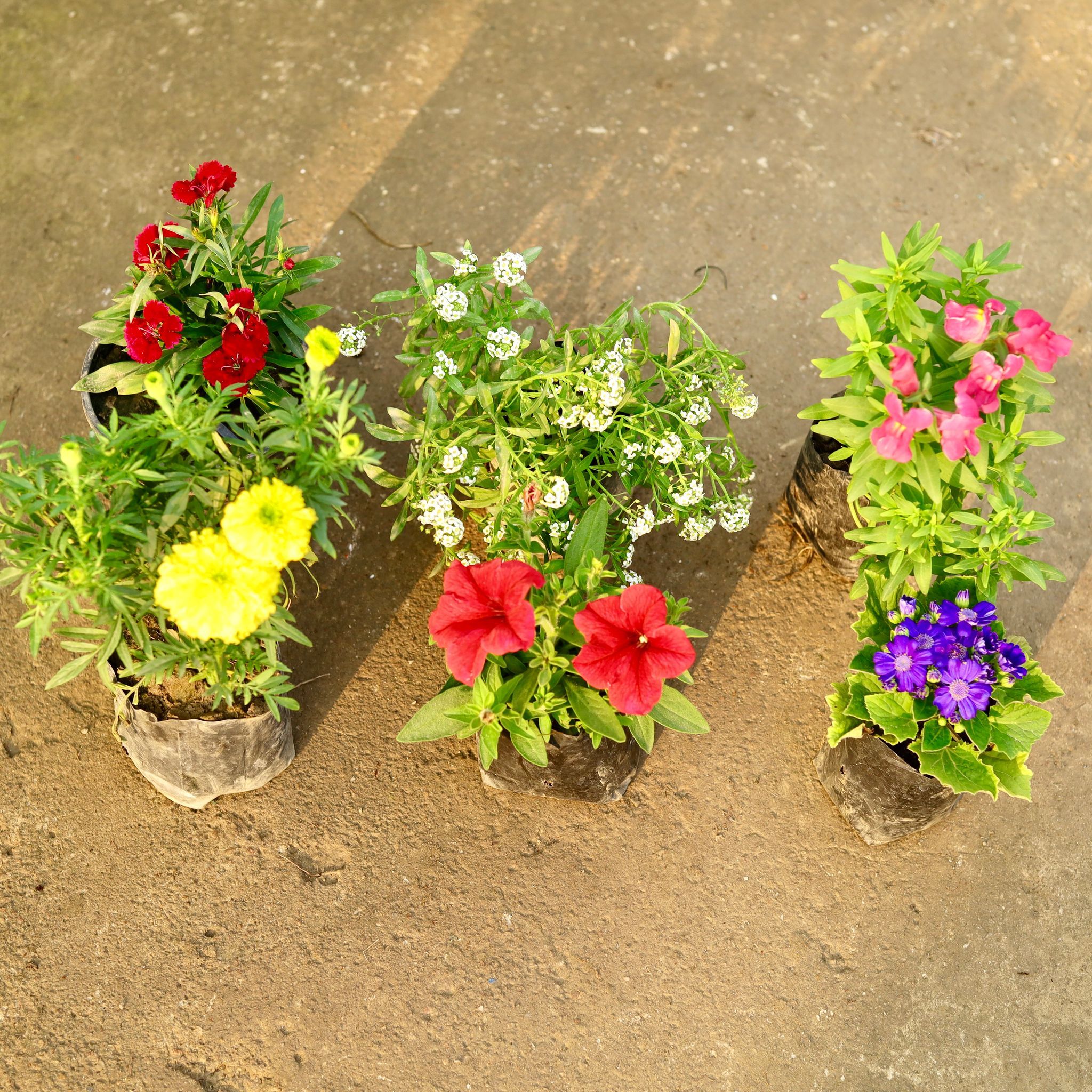 The Bloom Cart Combo - Set of 6 - Dianthus, Alyssum White, Cineraria, Dog Flower / Snapdragon, Marigold Yellow & Petunia (any colour) in 4 Inch Nursery Bag