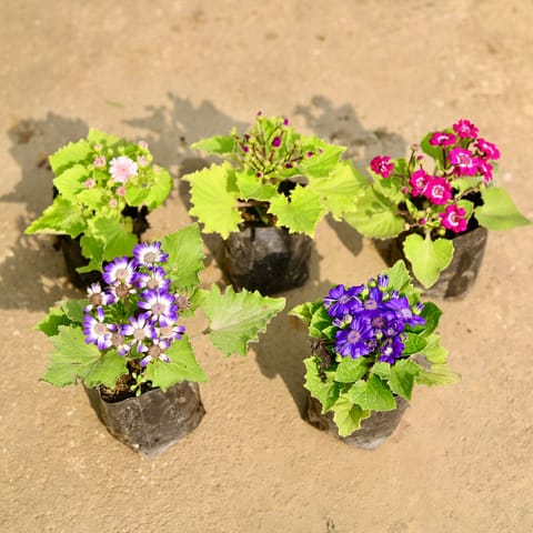 Set of 5 - Cineraria (any colour) in 4 Inch Nursery Bag