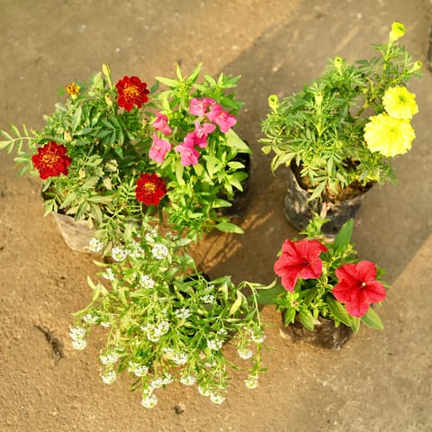 The Blossom Five Combo - Set of 5 - Marigold Yellow, Alyssum, Marigold French, Dog Flower & Petunia (any colour) in 4 Inch Nursery Bag