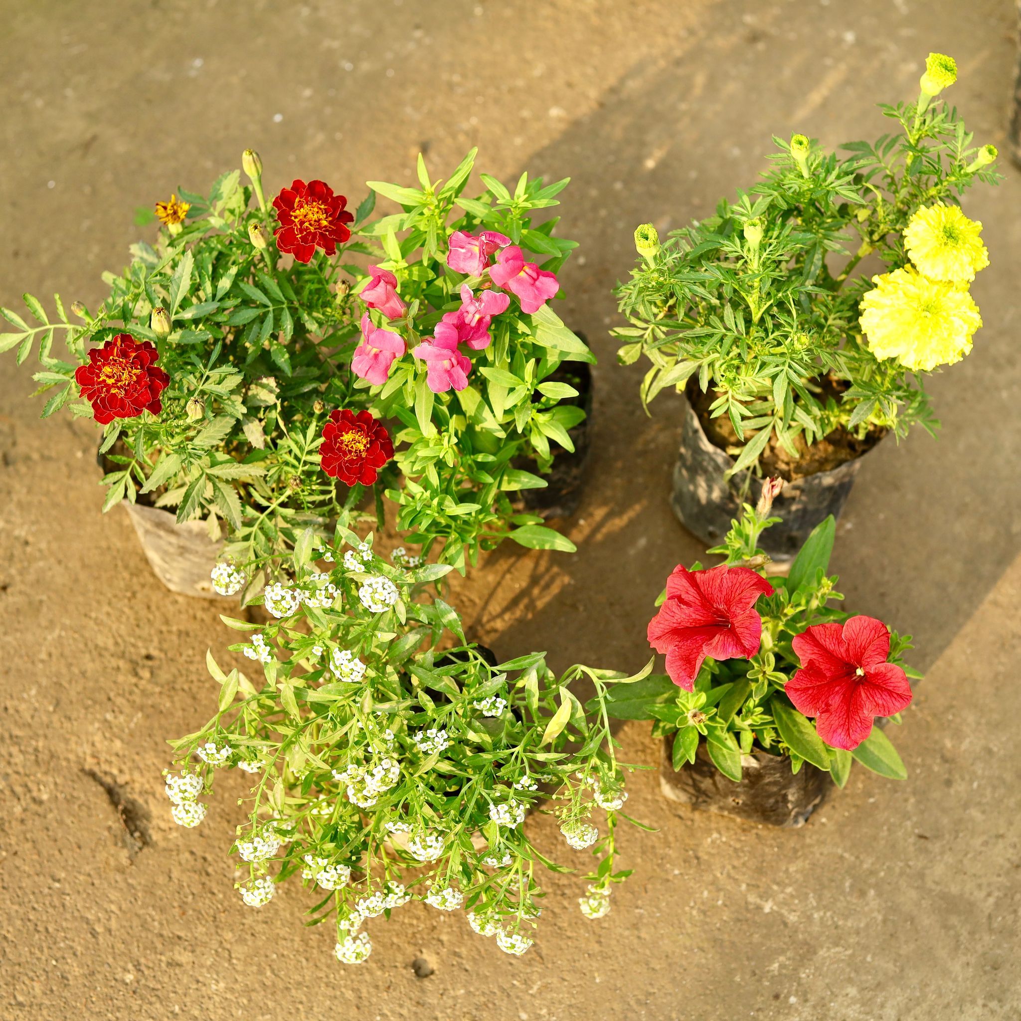 The Blossom Five Combo - Set of 5 - Marigold Yellow, Alyssum, Marigold French, Dog Flower & Petunia (any colour) in 4 Inch Nursery Bag