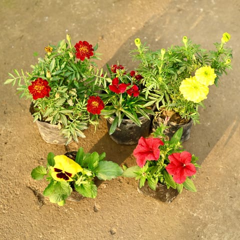 Golden Petal Parade Combo - Set of 5 - Marigold Yellow, Pansy, Marigold French, Dianthus & Petunia (any colour) in 4 Inch Nursery Bag