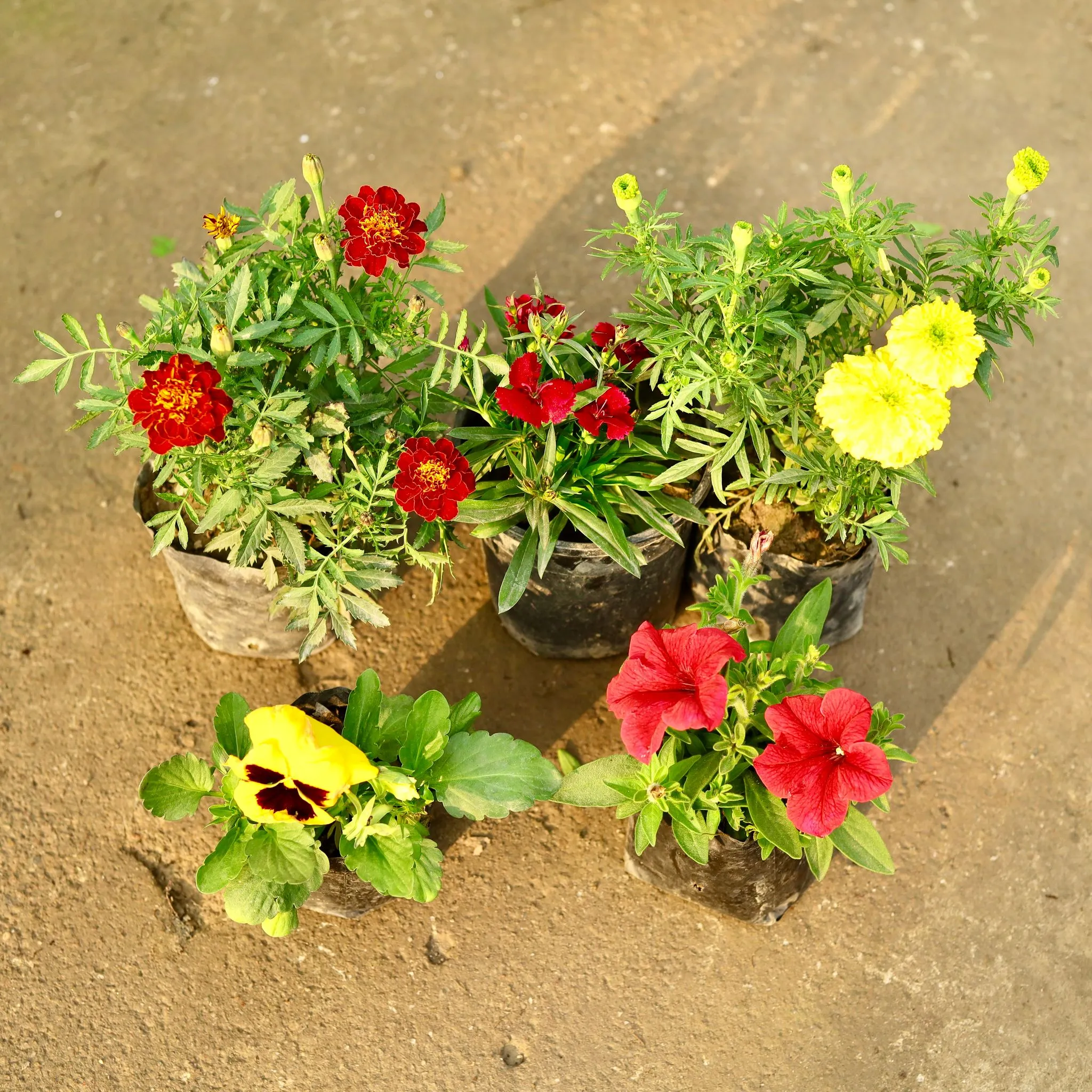 Golden Petal Parade Combo - Set of 5 - Marigold Yellow, Pansy, Marigold French, Dianthus & Petunia (any colour) in 4 Inch Nursery Bag