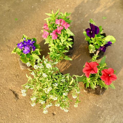 Winter Floral Combo- Set of 5 - Pansy, Alyssum, Cineraria, Dog Flower & Petunia (any colour) in 4 Inch Nursery Bag
