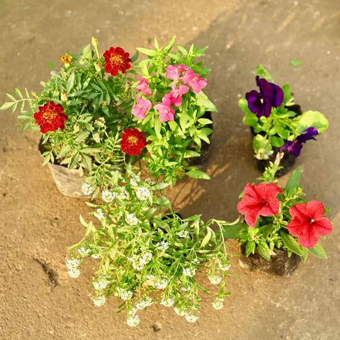The Bloom Basket - Set of 5 - Pansy, Alyssum, Marigold French, Dog Flower & Petunia (any colour) in 4 Inch Nursery Bag