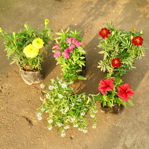 The Sunny Bunch Collection - Set of 5 - Marigold French, Alyssum, Marigold Yellow, Dog Flower & Petunia (any colour) in 4 Inch Nursery Bag