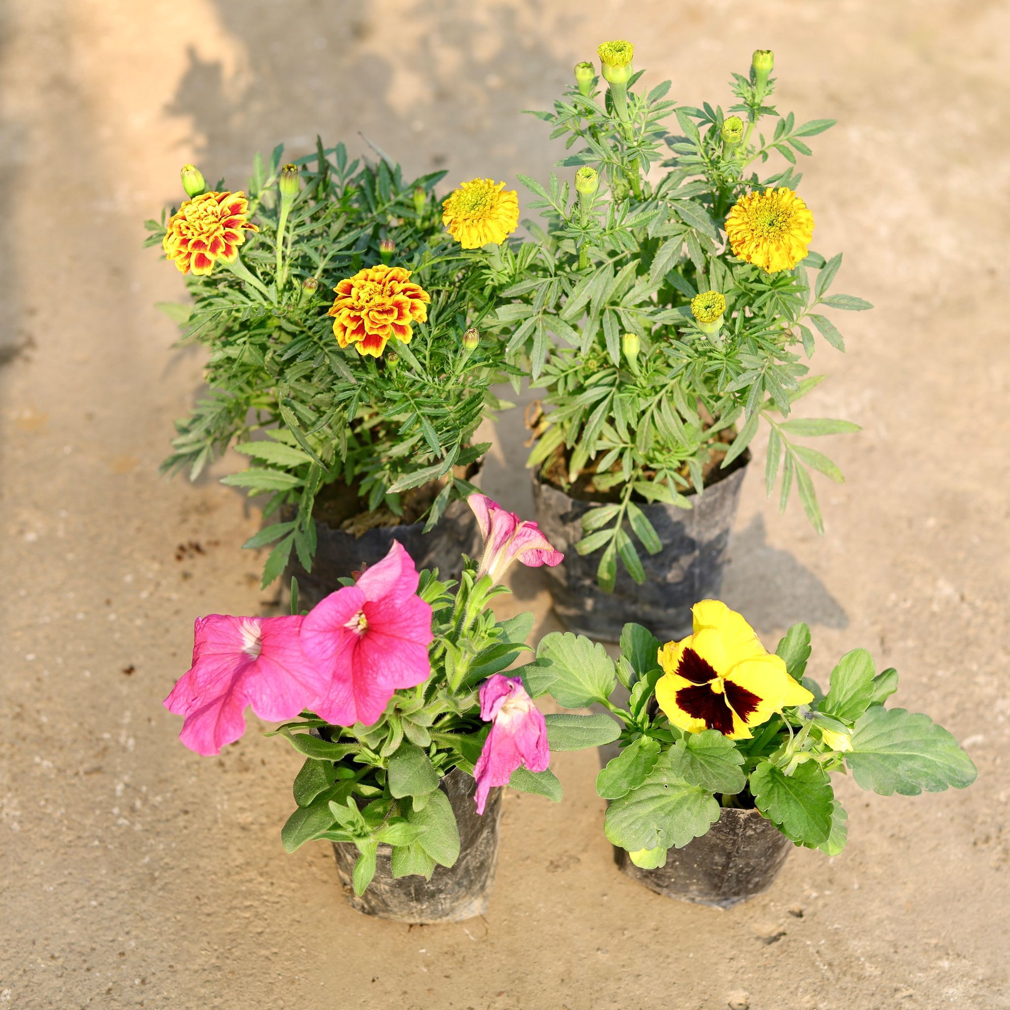 Set of 4 - French Merigold, Merigold Yellow, Petunia & Pansy (any colour) in 4 Inch Nursery Bag